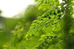 Moringa