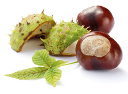 Rosskastanienextrakt