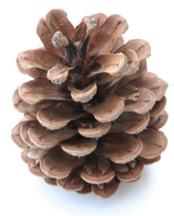 Kiefernrindenextrakt