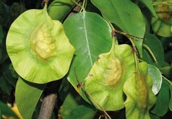 Pterostilben Pterocarpus