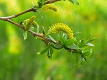 Salix alba/Silberweide