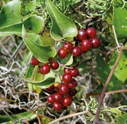 Stechwinde (Sarsaparilla)