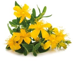 Johanniskraut-Gesichtsöl