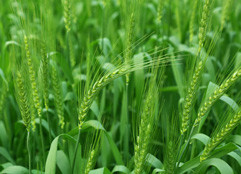 Weizengras