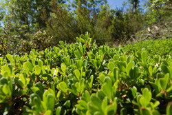 Uva ursi (Echte Bärentraube)