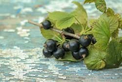 Wildes Schwarzen Johannisbeerenpulver Premium