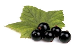 Schwarzes Johannisbeerblatt