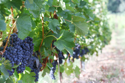 Resveratrol Pelargonium Komplex