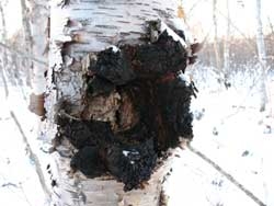 Chaga Premium