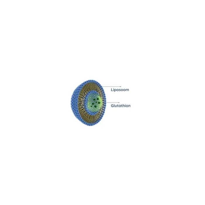 n-acetylcysteine and glutathione Liposomales veganes Glutathion kaufen? ✓ LipoCellTech™