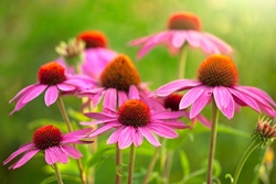 Echinacea Plus