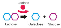 Laktase