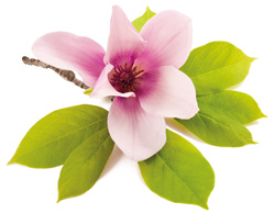Magnolienextrakt