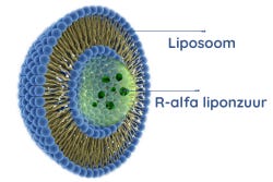 Liposomale R-Alpha-Liponsäure