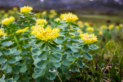 Rhodiola Premium