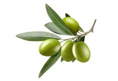 Olivenblattextrakt Premium