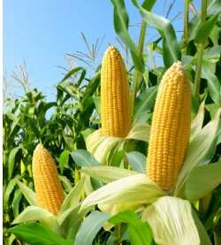 N-Acetyl-D-Glucosamin