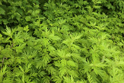 Sommerwermut Extrakt