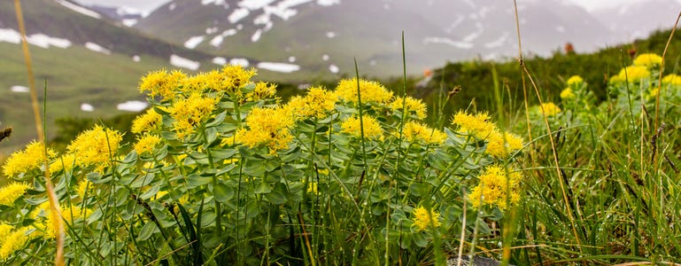 Feld mit Rhodiola-Pflanzen