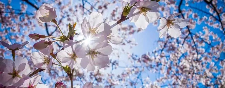 Schöne Frühlingsblüte