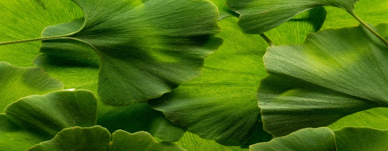 Ginkgo-Biloba-Blätter