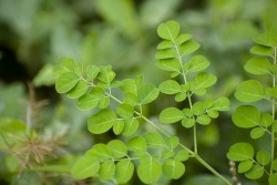Moringa-Blätter Moringa-Blätter