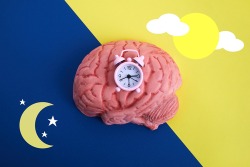 Bild eines Gehirns mit einer Uhr darin: zirkadianer Rhythmus Bild eines Gehirns mit einer Uhr darin: zirkadianer Rhythmus