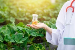 Hand hält nachhaltig angebaute Pflanzenzutaten Hand hält nachhaltig angebaute Pflanzenzutaten