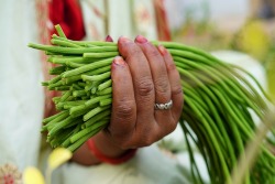Moringa-Stücke in der Hand einer Frau Moringa-Stücke in der Hand einer Frau