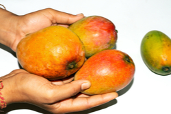 Mango: Nationalfrucht der Philippinen und Indiens