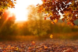Herbstsonne Herbstsonne