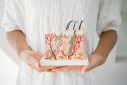 Beispiel f&uuml;r die verschiedenen Hautschichten