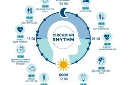 Der zirkadiane Rhythmus