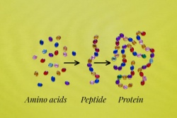 Proteine werden in Aminosäuren zerlegt Proteine werden in Aminosäuren zerlegt