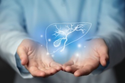 Die Leber und Gallenblase