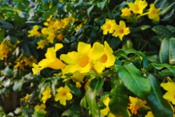 Katzenkrallenblüten Katzenkrallenblüten