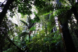 Tropischer Regenwald Tropischer Regenwald