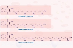 Verschillende vormen van vitamine K Verschillende vormen van vitamine K
