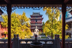 Ginkgo-biloba-Baum an einem Tempel