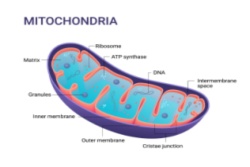 Mitochondrien Mitochondrien