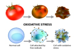 Grafische Darstellung oxidativer Schäden in einer Körperzelle Grafische Darstellung oxidativer Schäden in einer Körperzelle
